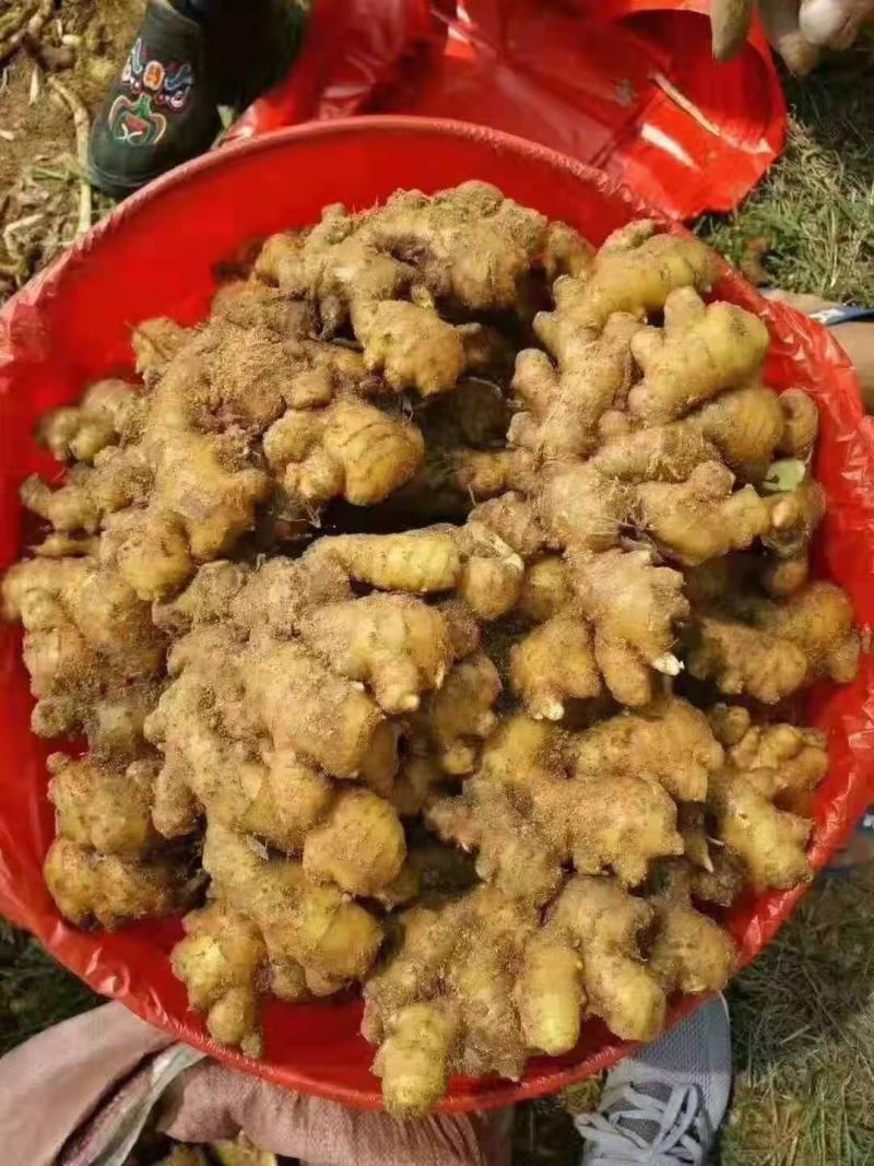 山东大黄姜，产地直销，一手货源，按需加工全国发货坏烂包赔