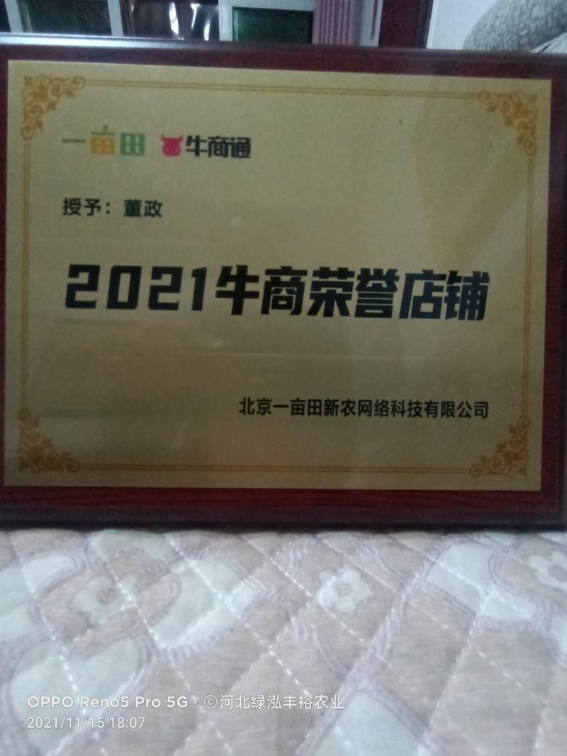 河北烟薯25，糖心蜜薯西瓜红蜜薯，自产自销，支持一件代发