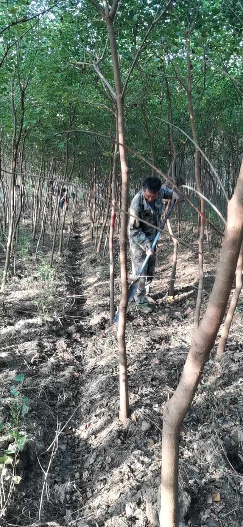 乌桕苗木子树彩叶树单杆2公分3公分4公分5公分