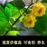 金花茶苗，庭院阳台楼顶盆栽地栽，带土带叶发货