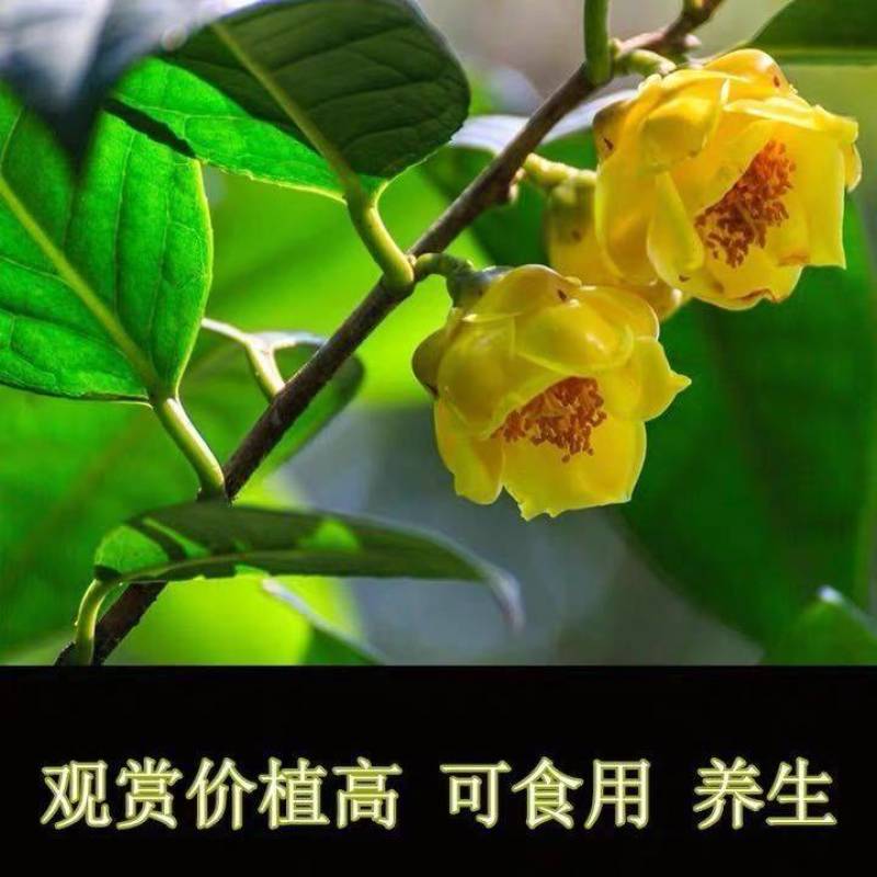 金花茶苗，庭院阳台楼顶盆栽地栽，带土带叶发货