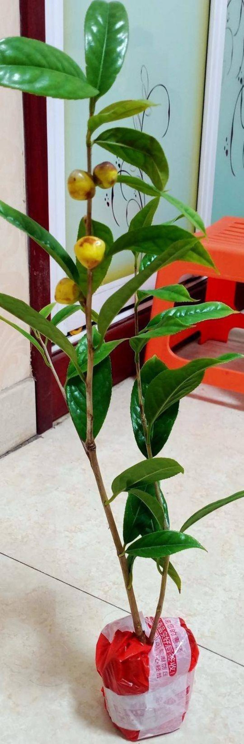 金花茶苗，庭院阳台楼顶盆栽地栽，带土带叶发货