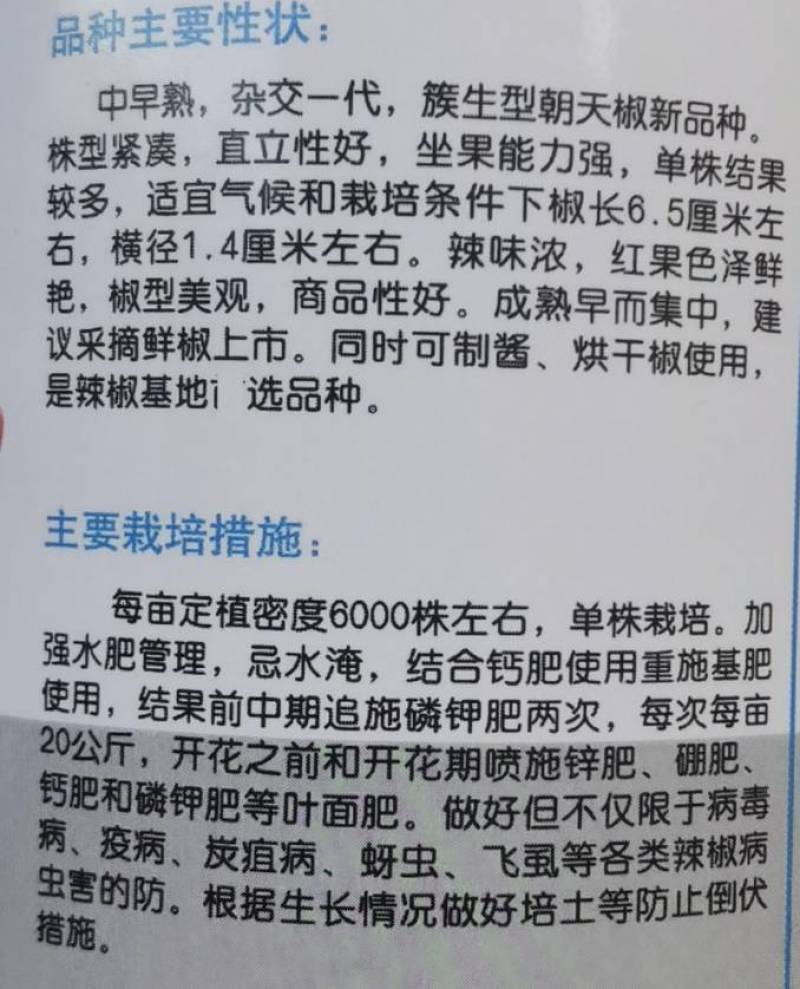 神英六号朝天椒种子，杂交种特辣早熟高产高辣小米椒辣椒种子