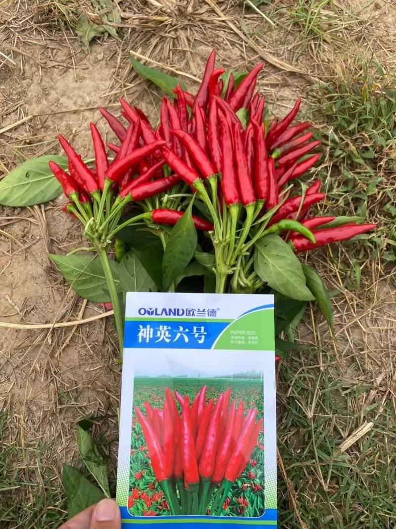 神英六号朝天椒种子，杂交种特辣早熟高产高辣小米椒辣椒种子