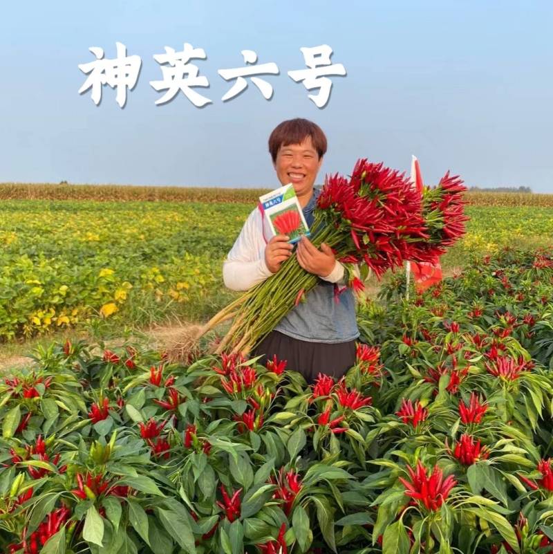 神英六号朝天椒种子，杂交种特辣早熟高产高辣小米椒辣椒种子