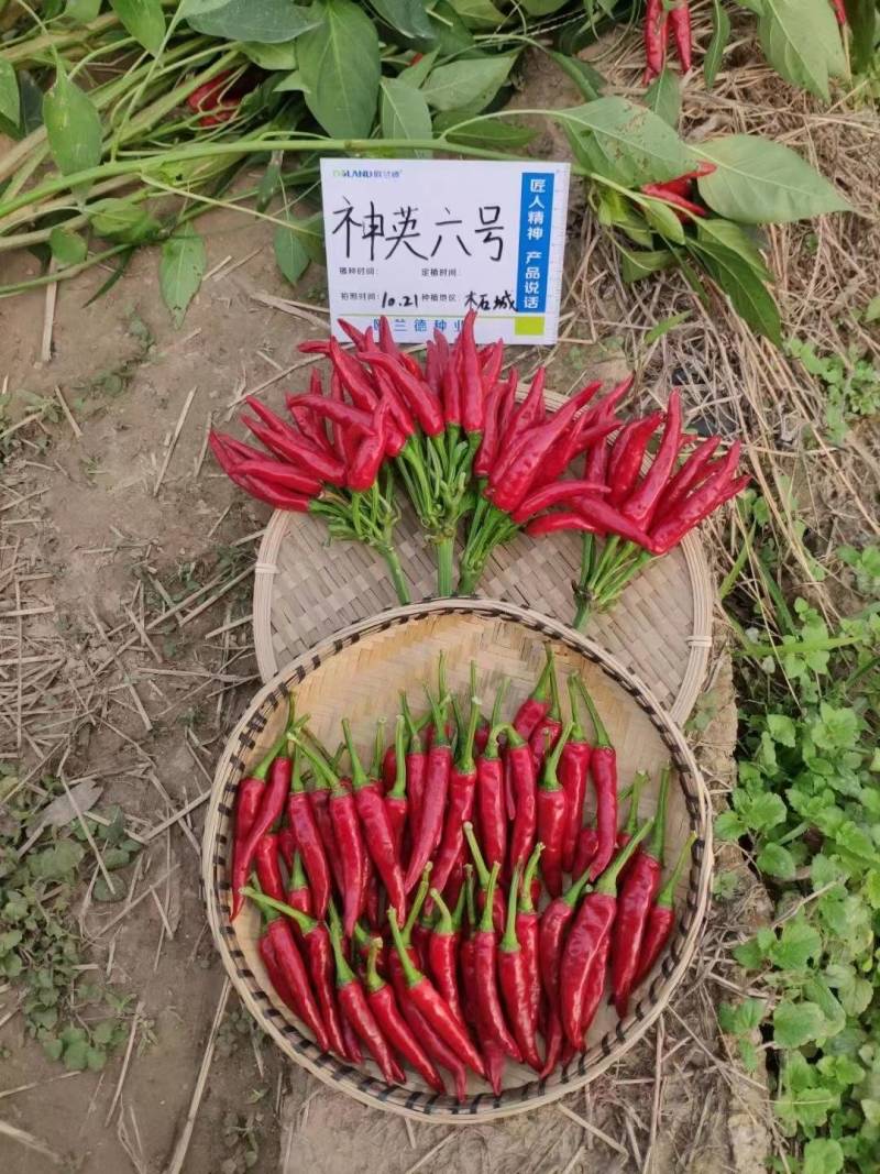 神英六号朝天椒种子，杂交种特辣早熟高产高辣小米椒辣椒种子