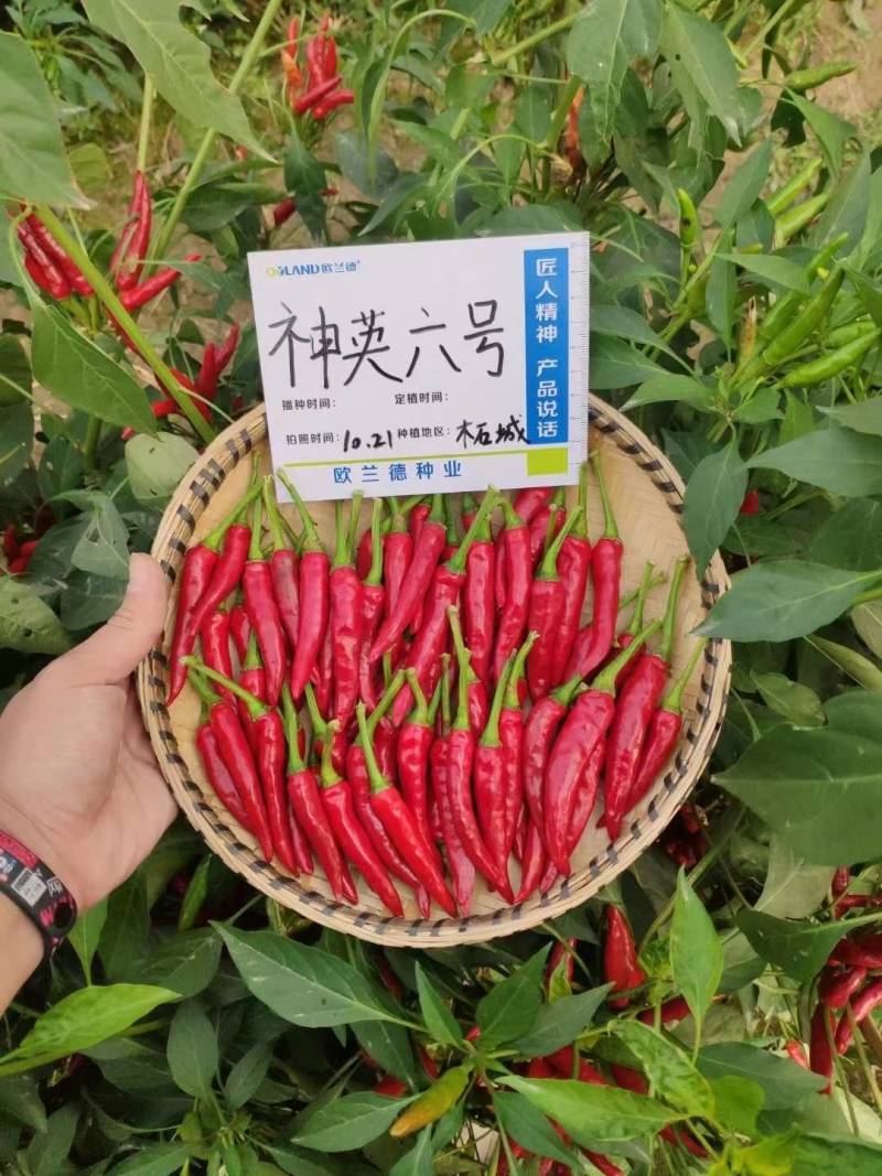 神英六号朝天椒种子，杂交种特辣早熟高产高辣小米椒辣椒种子