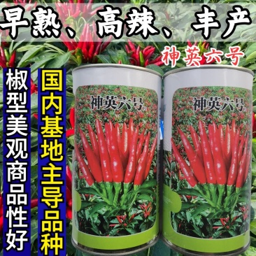 神英六号朝天椒种子，杂交种特辣早熟高产高辣小米椒辣椒种子