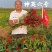 神英六号朝天椒种子，杂交种特辣早熟高产高辣小米椒辣椒种子