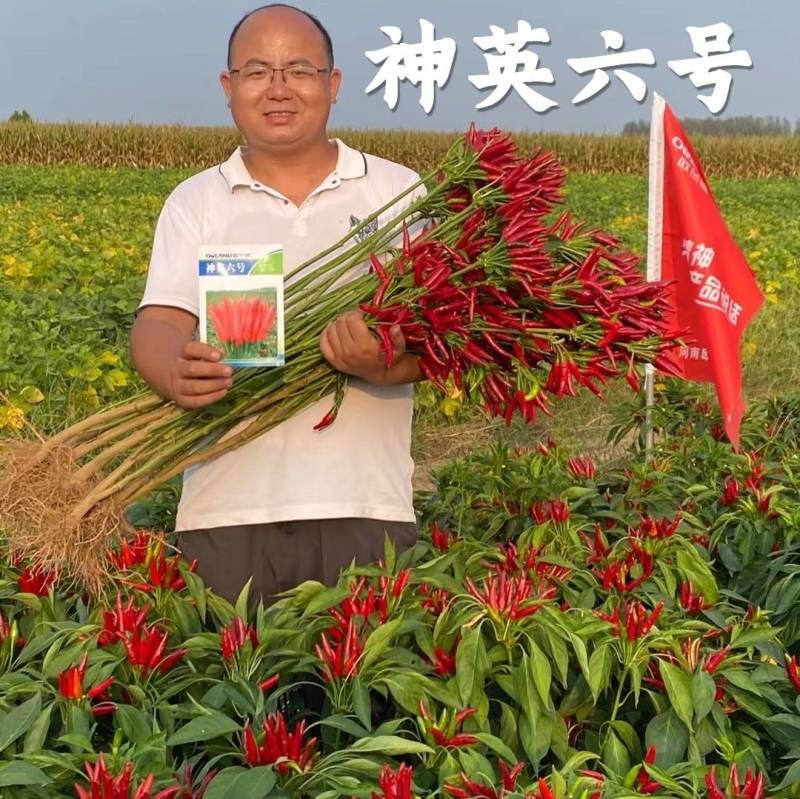 神英六号朝天椒种子，杂交种特辣早熟高产高辣小米椒辣椒种子