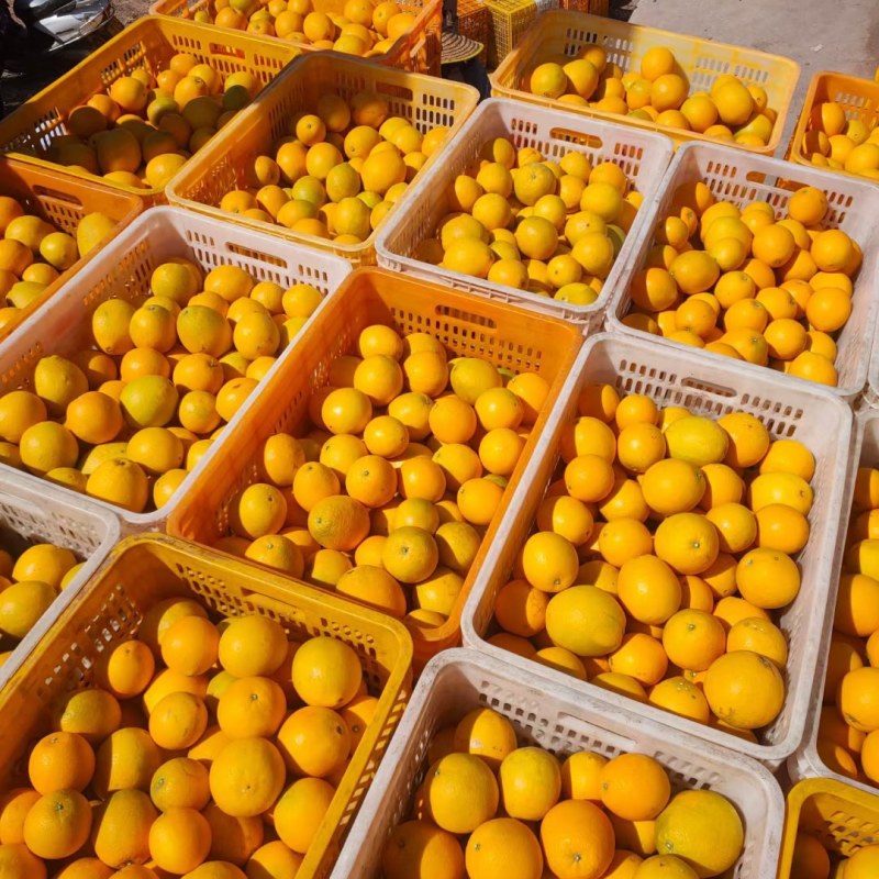 赣南脐橙70~75mm每天大量采摘支持一件代发