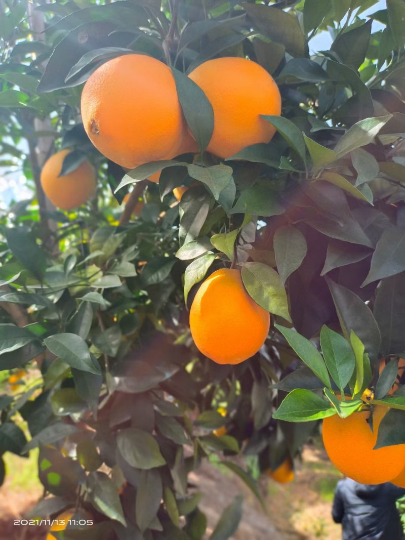 赣南脐橙70~75mm每天大量采摘支持一件代发