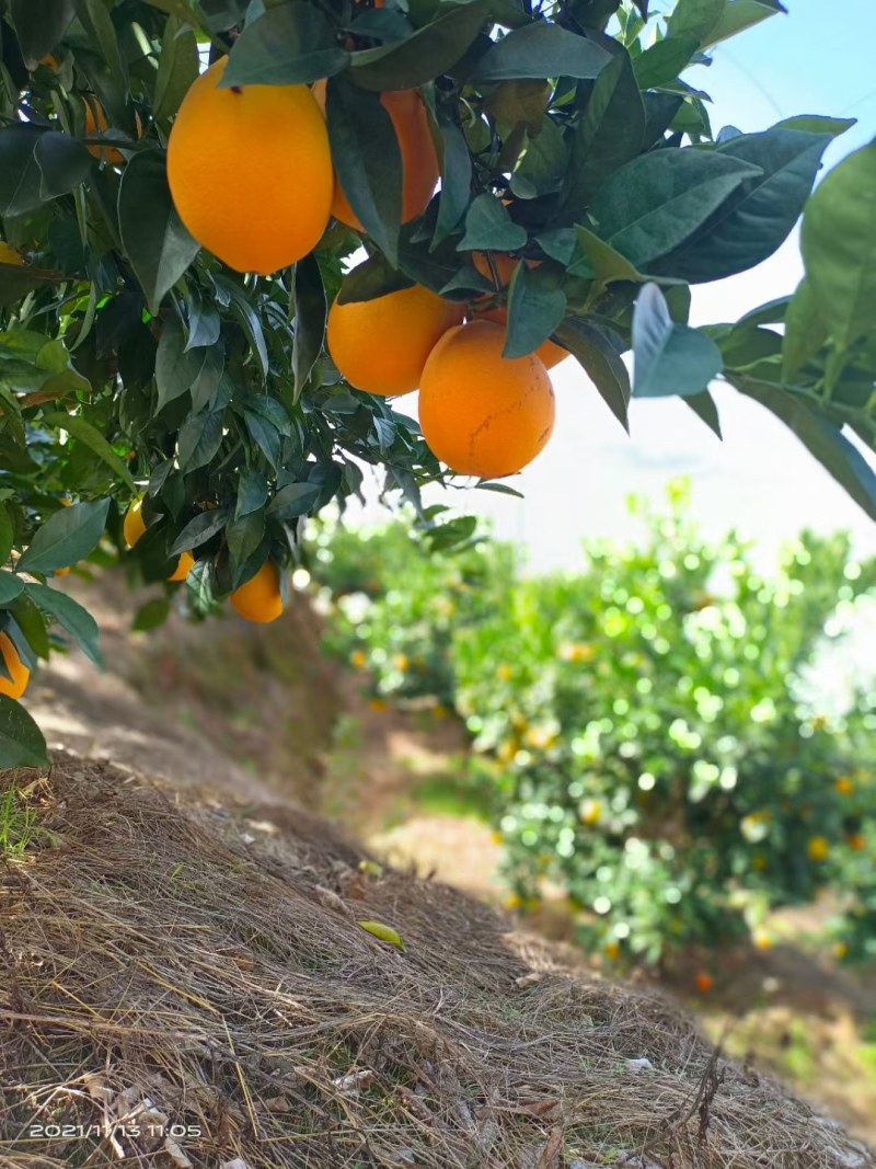 赣南脐橙70~75mm每天大量采摘支持一件代发