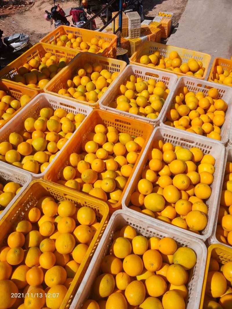 赣南脐橙70~75mm每天大量采摘支持一件代发