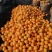赣南脐橙70~75mm每天大量采摘支持一件代发