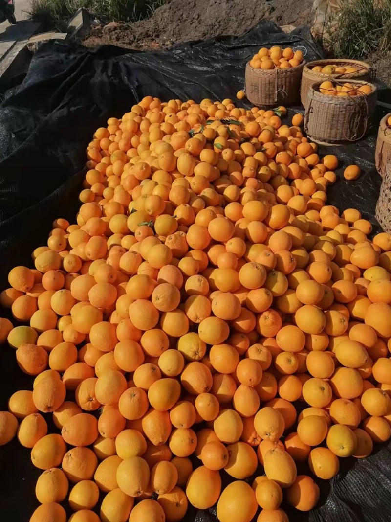 赣南脐橙70~75mm每天大量采摘支持一件代发
