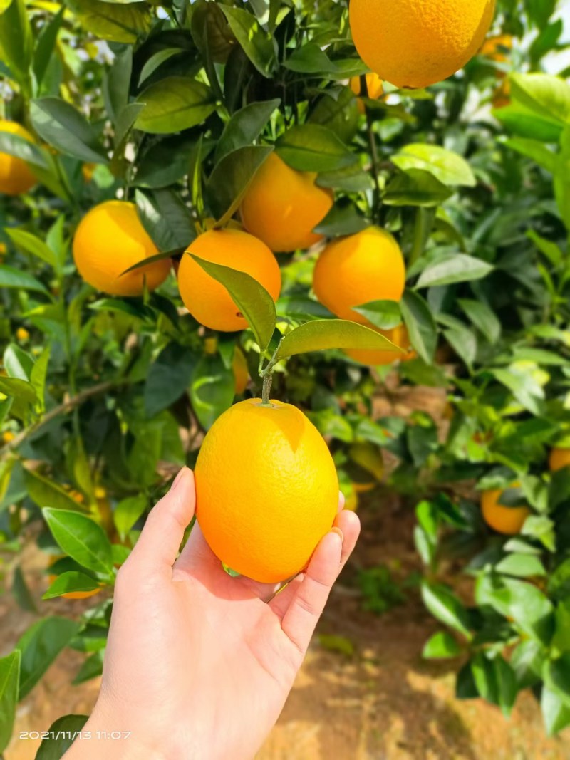 赣南脐橙70~75mm每天大量采摘支持一件代发