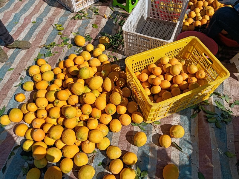 赣南脐橙70~75mm每天大量采摘支持一件代发