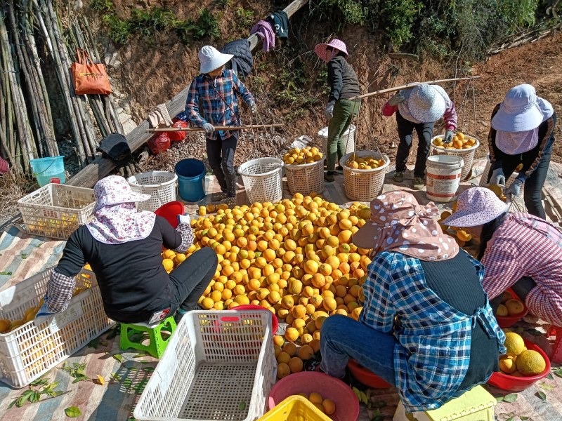 赣南脐橙70~75mm每天大量采摘支持一件代发
