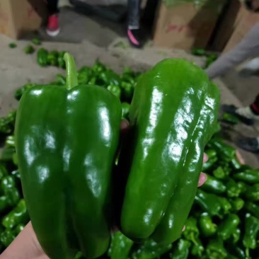 【推荐】精品太空椒大量上市货源充足产地直发欢迎咨询