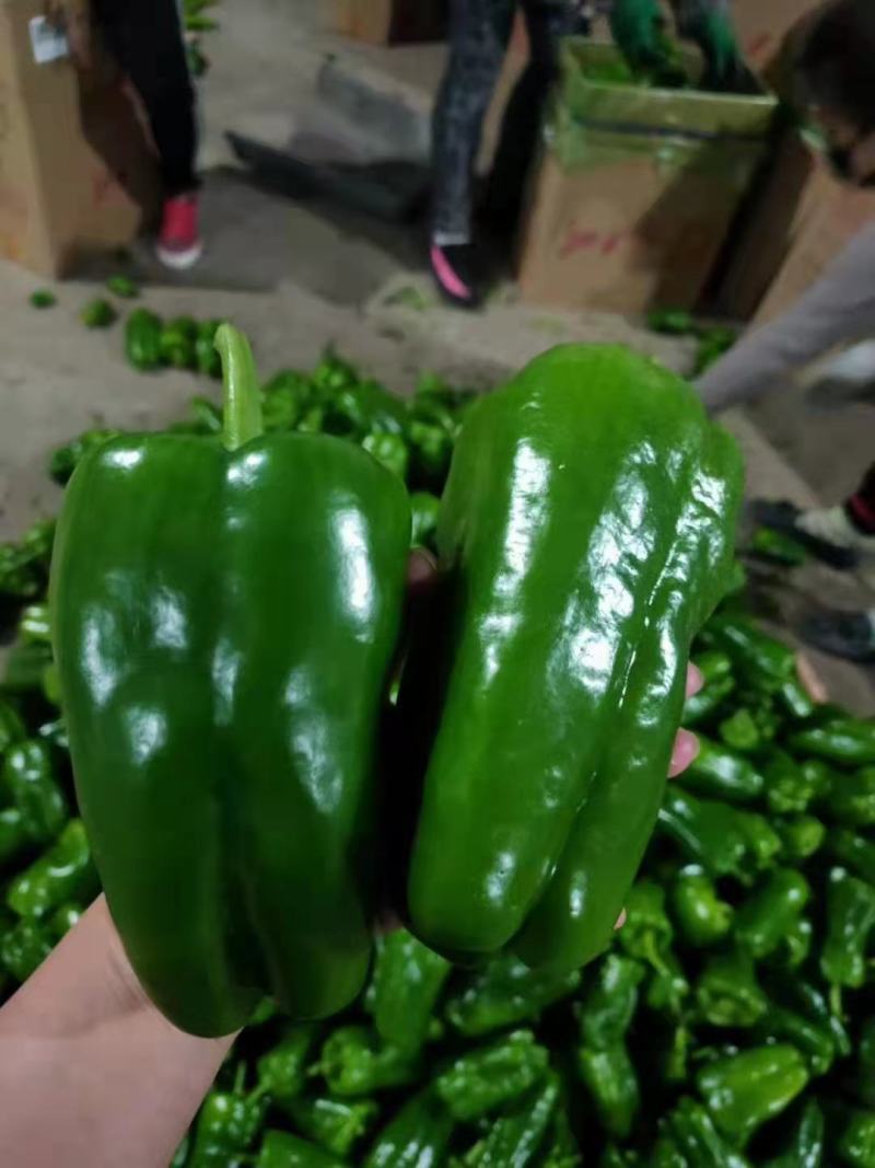 【推荐】精品太空椒大量上市货源充足产地直发欢迎咨询