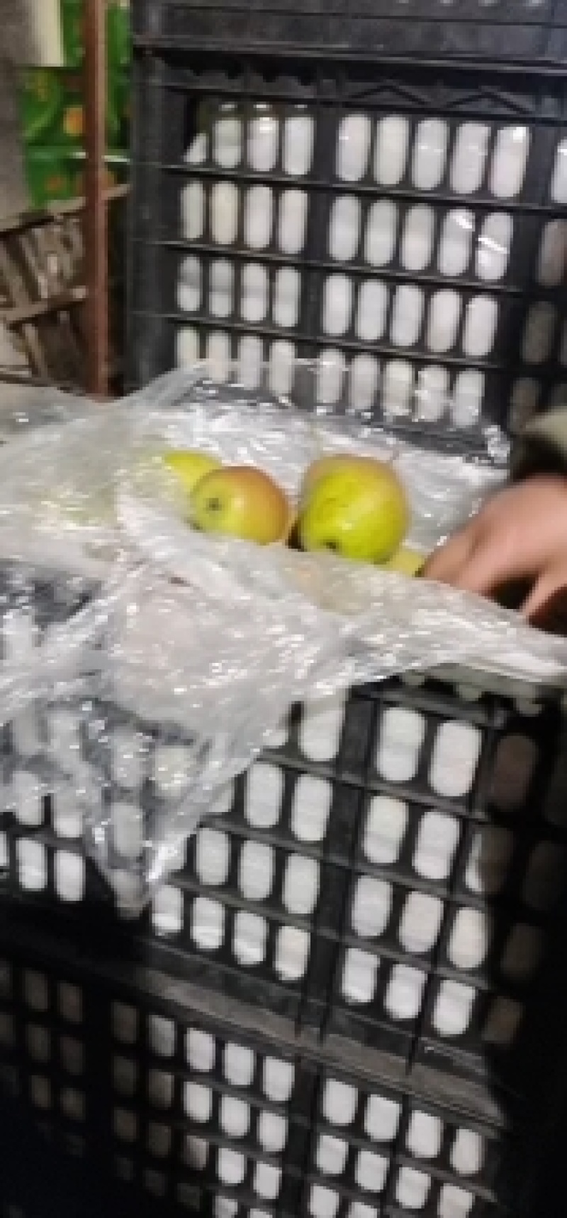 新梨7号河北梨基地直供口感细腻多汁欢迎联系