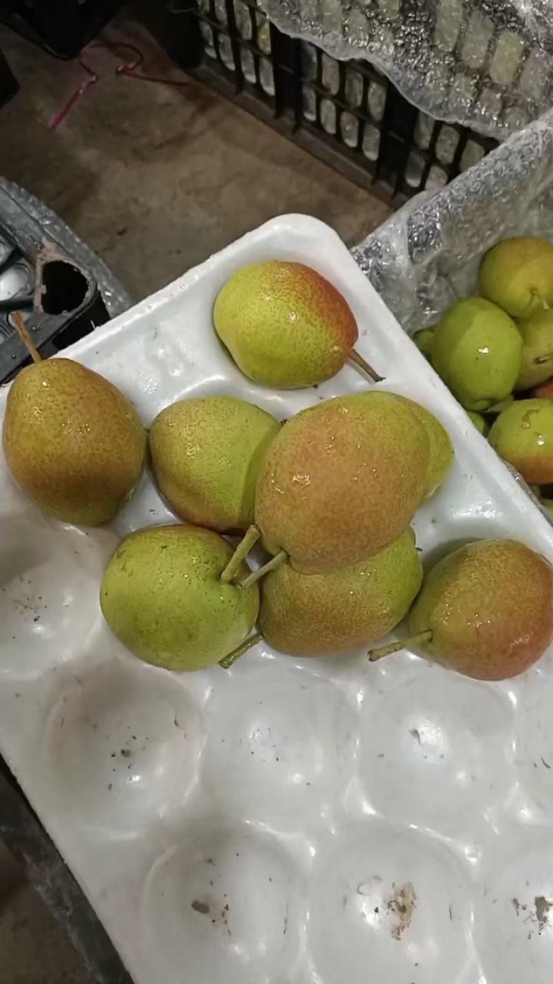 新梨7号河北梨基地直供口感细腻多汁欢迎联系