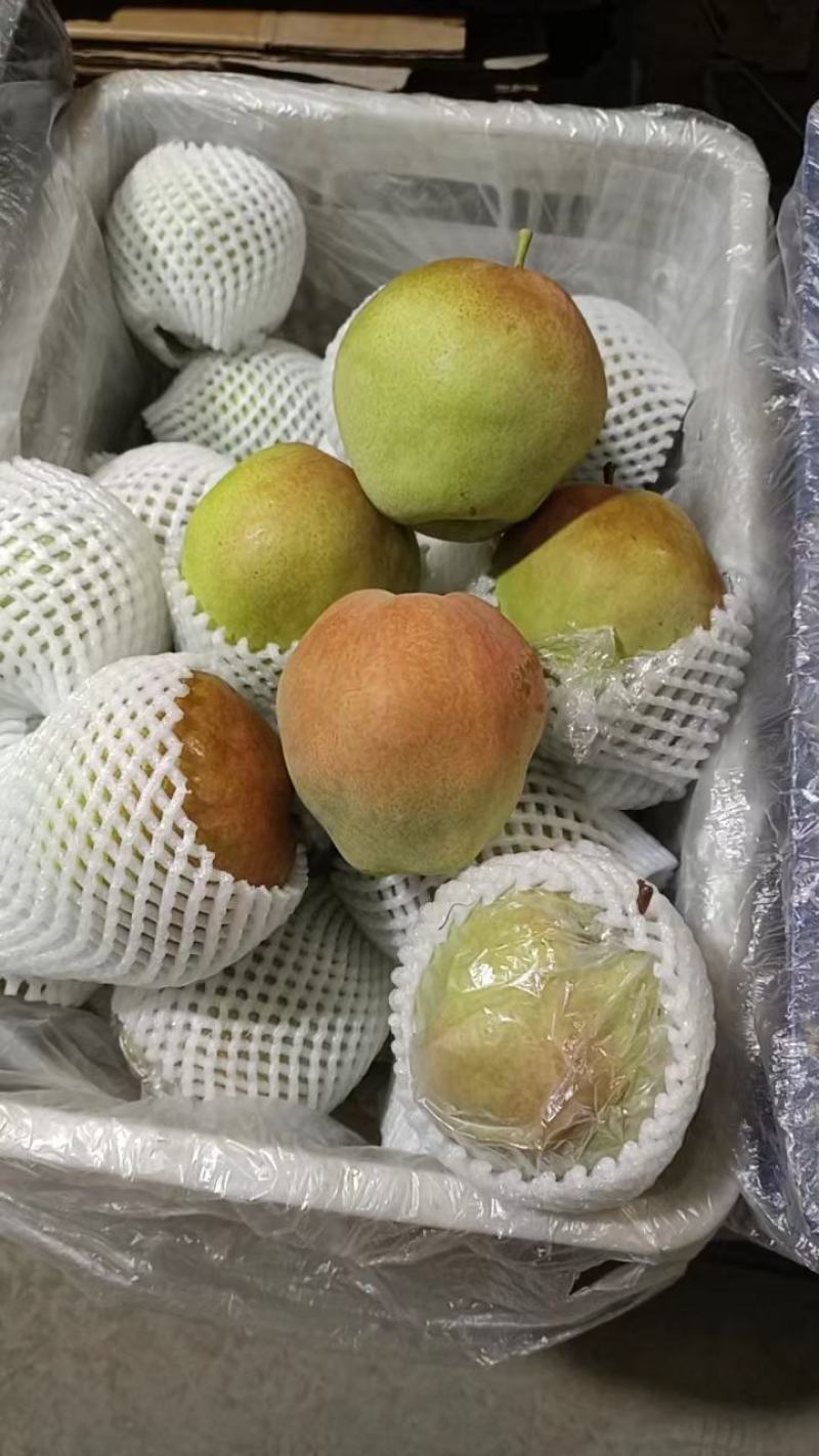 新梨7号河北梨基地直供口感细腻多汁欢迎联系