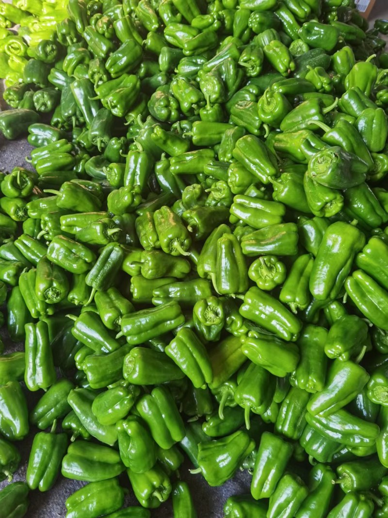 【推荐】精品太空椒大量上市货源充足产地直发欢迎咨询