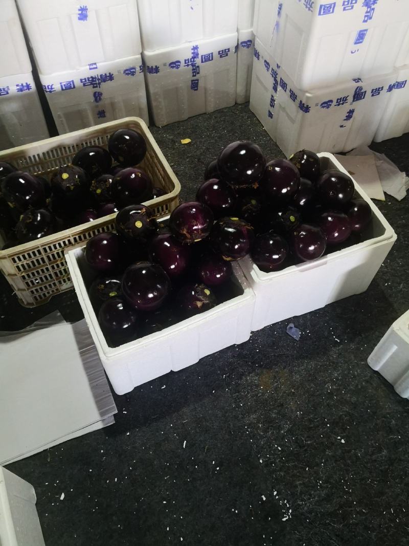 精品园茄大量上市货源充足对接批发电商全国发货