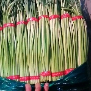 邳州精品蒜苔