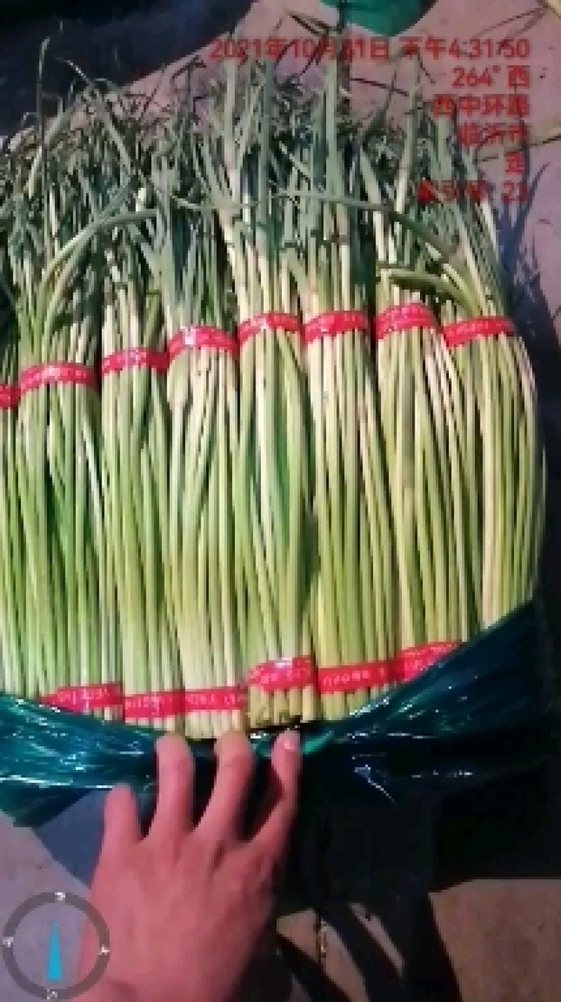 邳州精品蒜苔