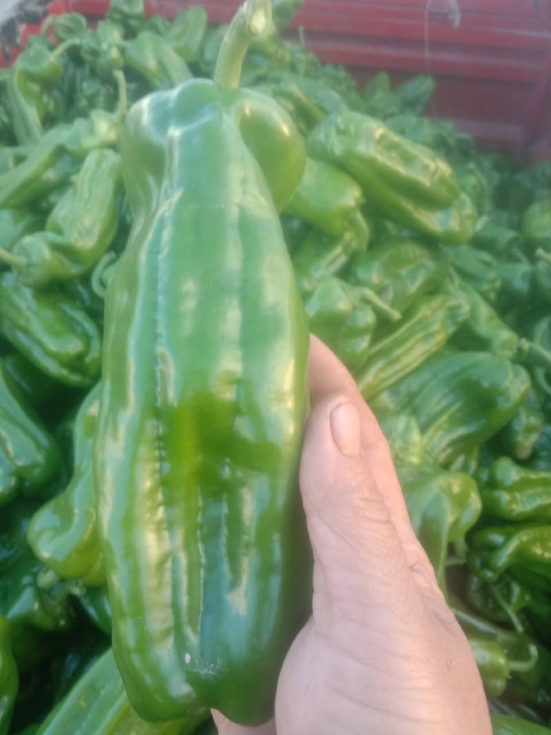 辣椒大量上市中