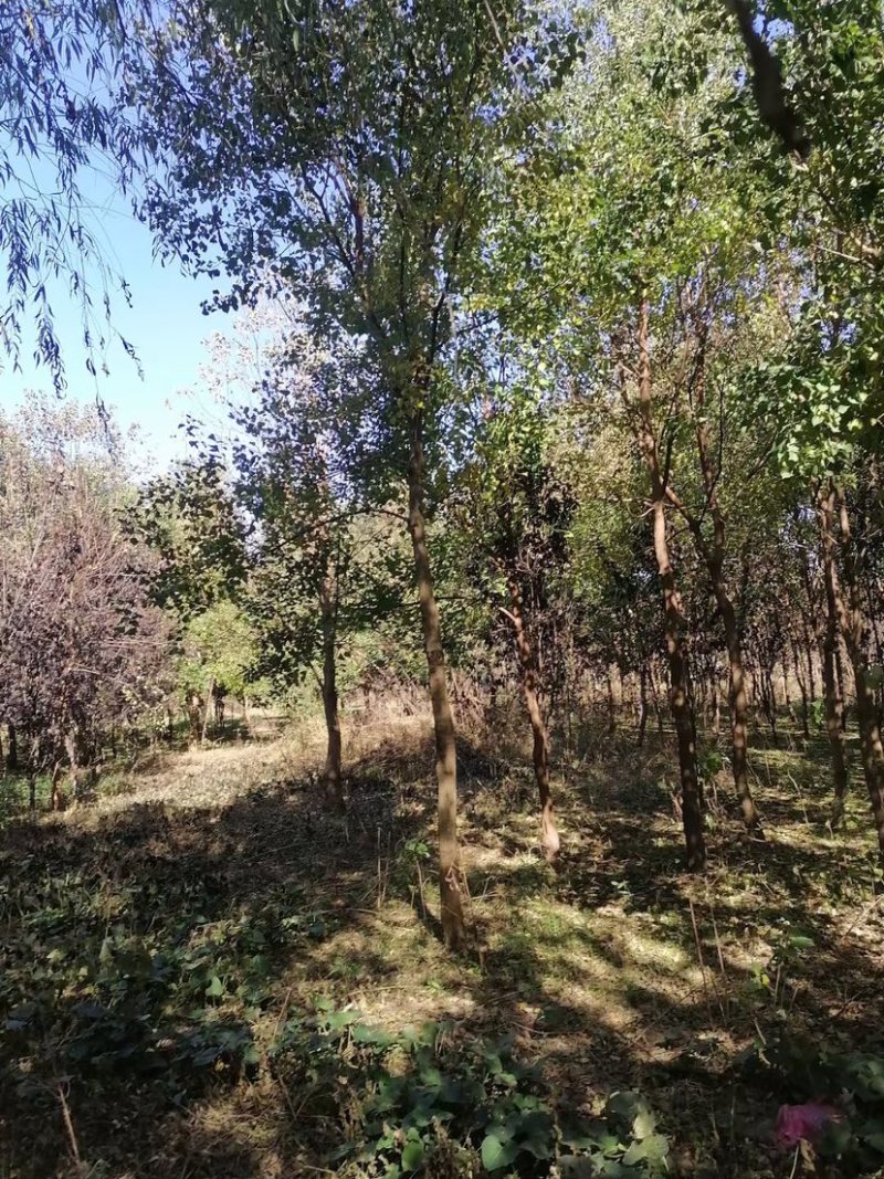乌桕树，乌桕，8到14公分，有量，低价处理