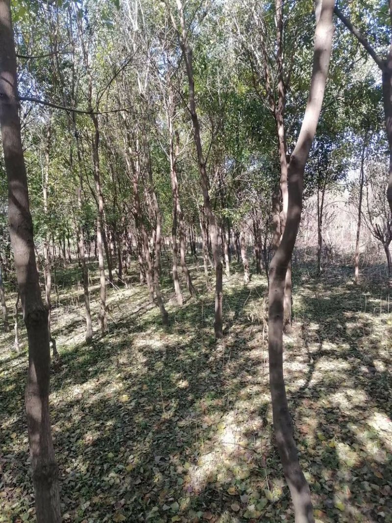 乌桕树，乌桕，8到14公分，有量，低价处理