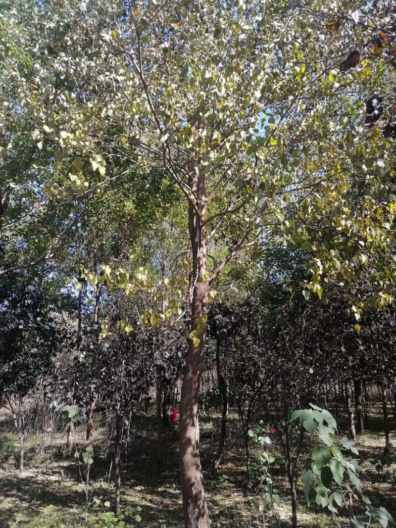 乌桕树，乌桕，8到14公分，有量，低价处理