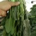 基地菠菜大量上市