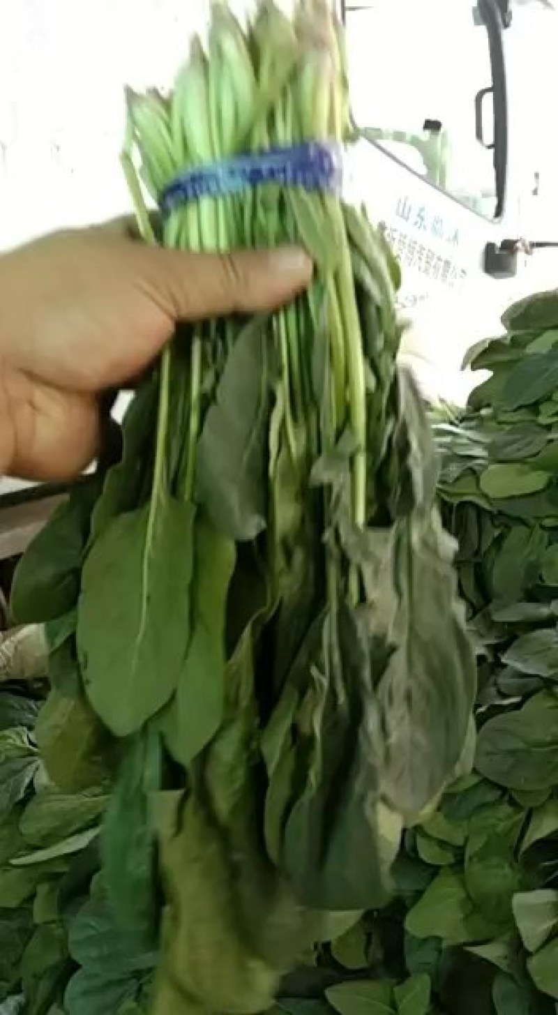 基地菠菜大量上市