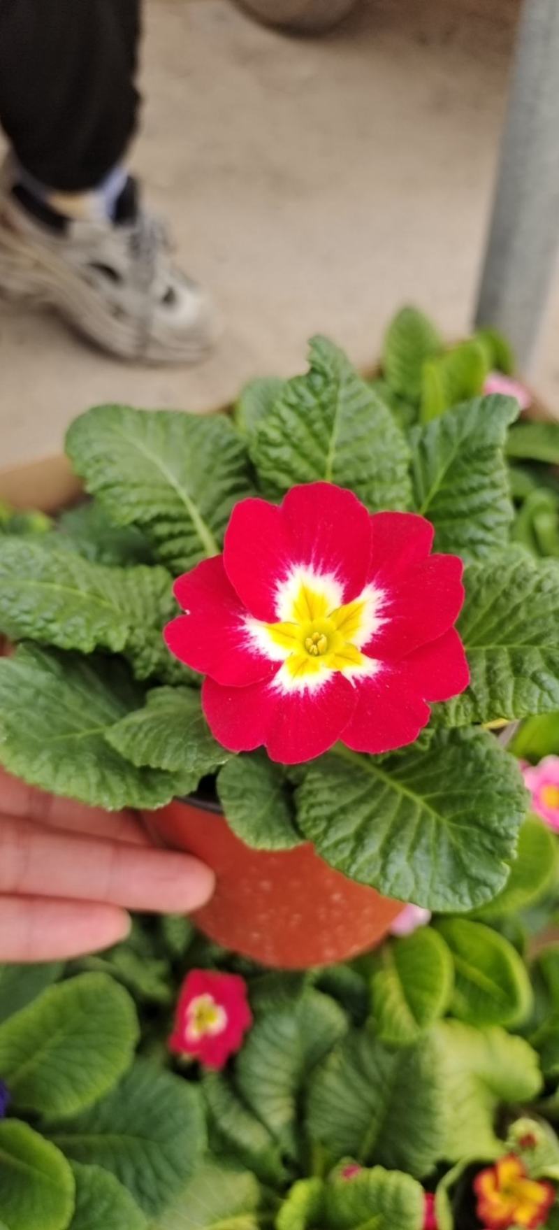 报春花小种樱花七重楼基地大量现货供应