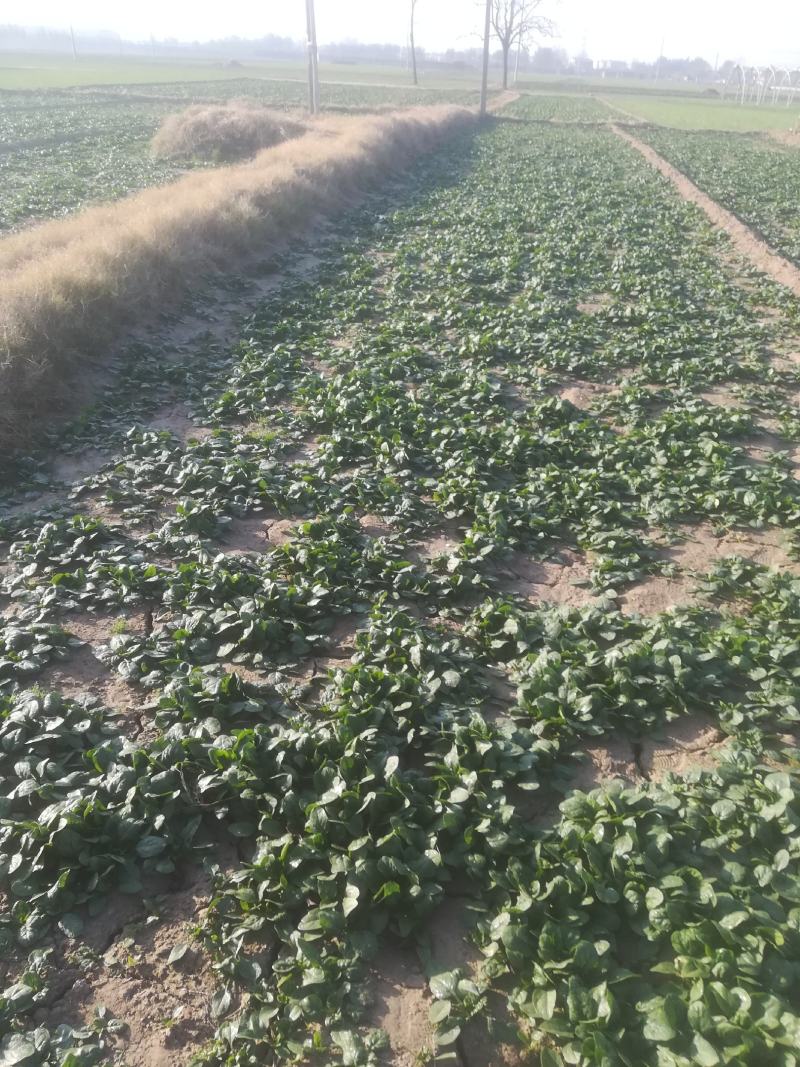 菠菜趴地菠菜有想法:的联系我