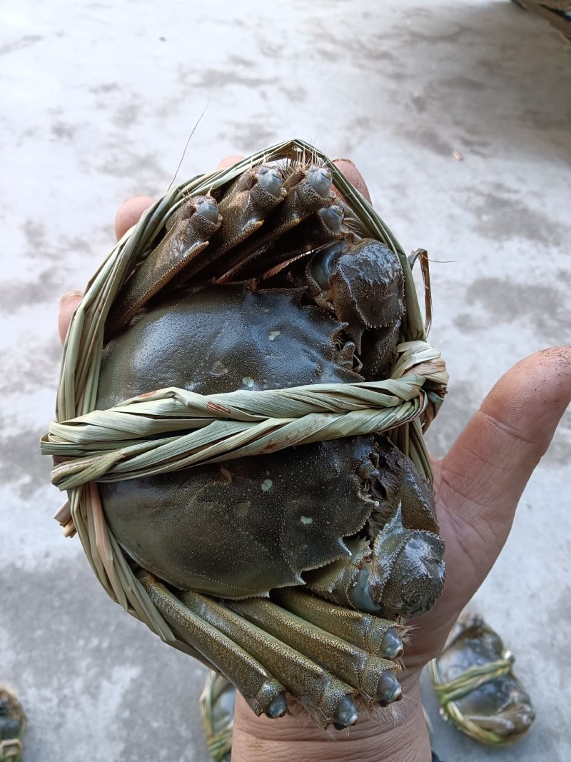 大闸蟹