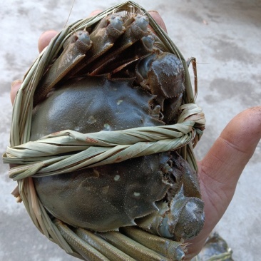 大闸蟹