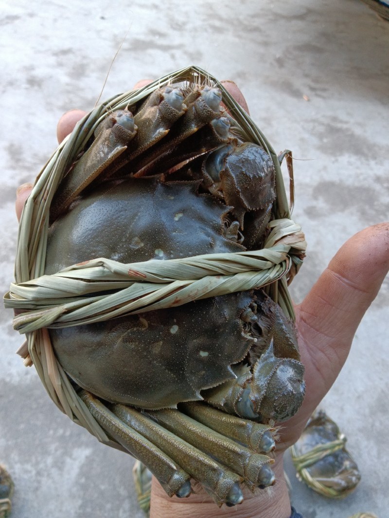 大闸蟹