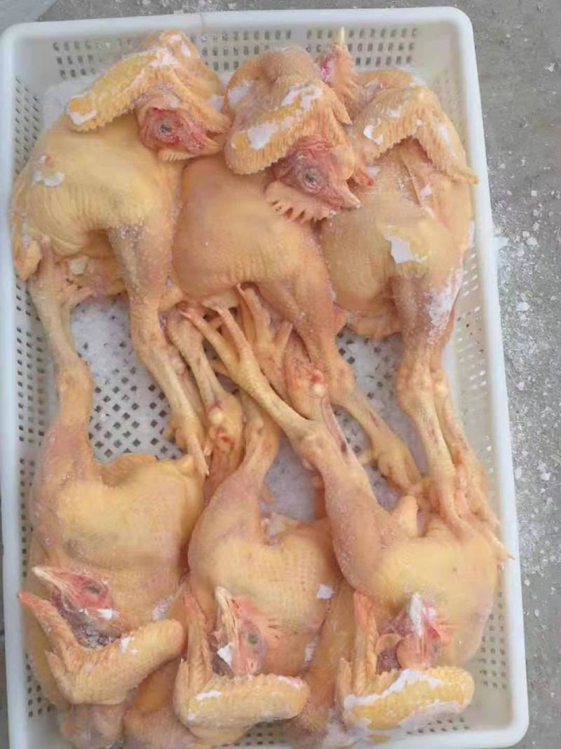 盘腿白条鸡小规格三黄鸡