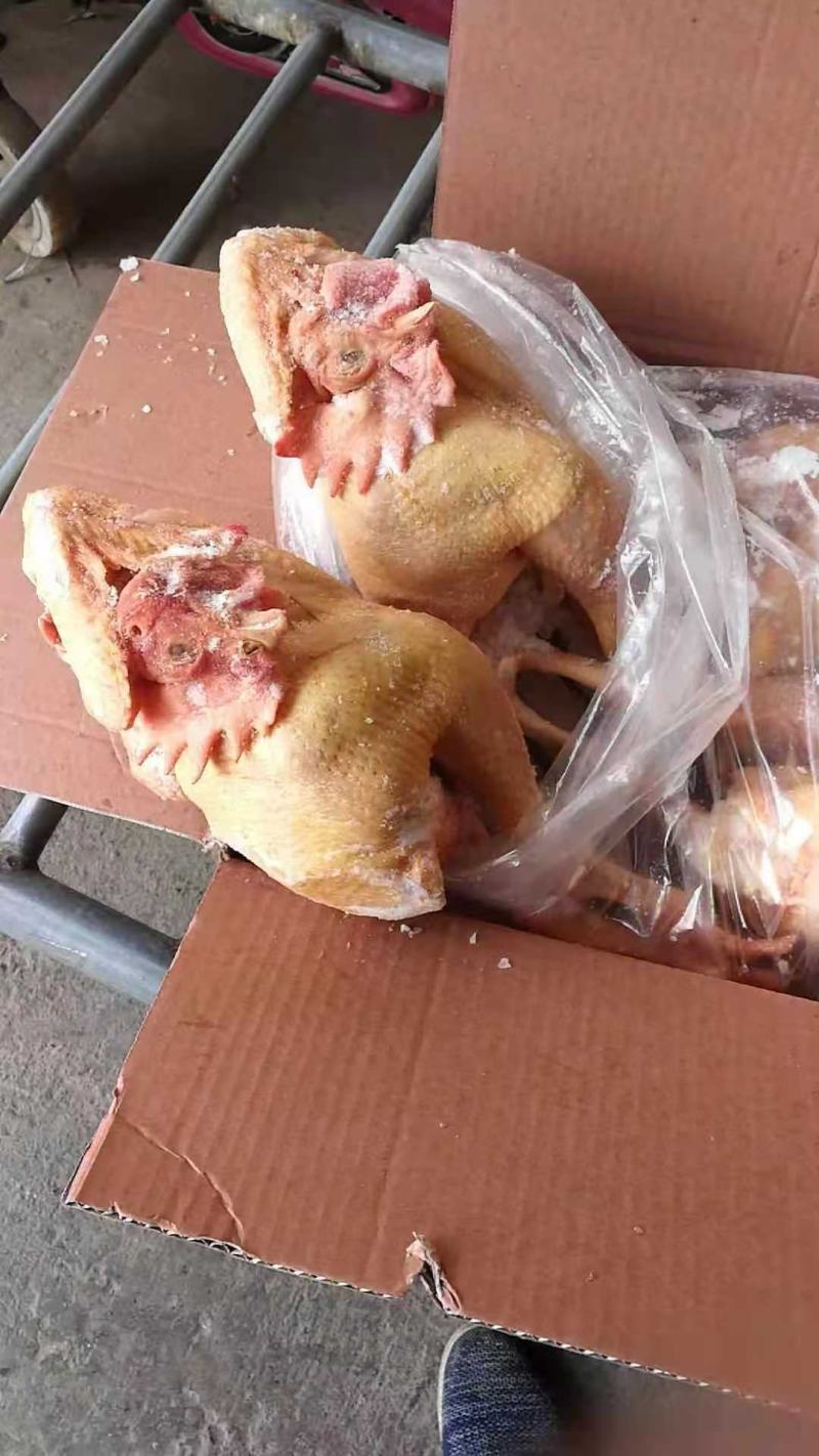 盘腿白条鸡小规格三黄鸡