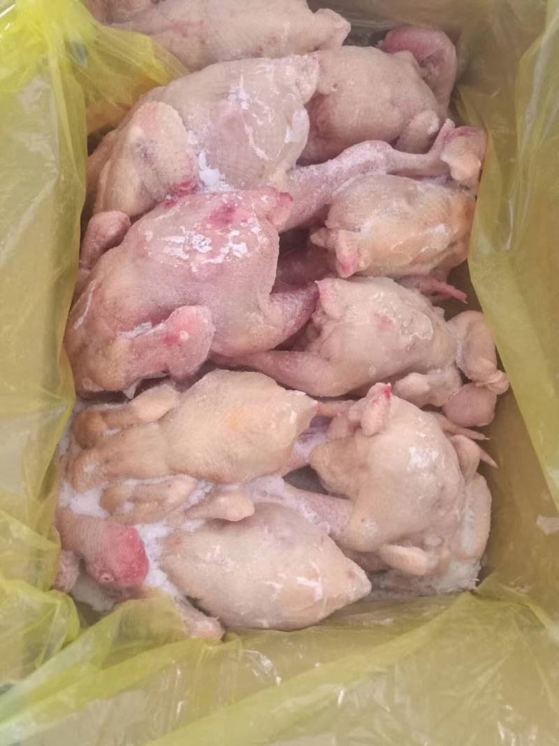 盘腿白条鸡小规格三黄鸡
