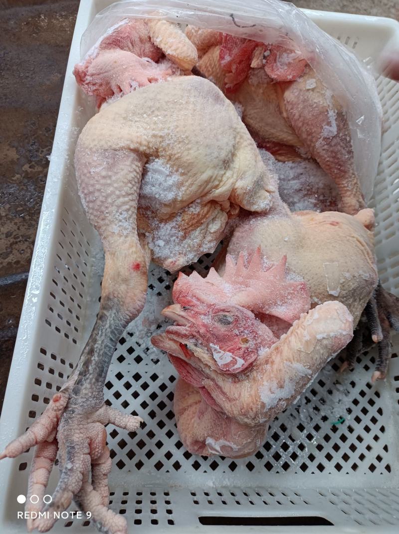 盘腿白条鸡小规格三黄鸡