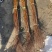 雪柳干枝雪柳雪柳枝条珍珠绣线菊大量现货