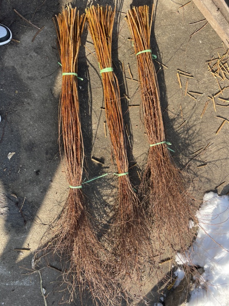 雪柳干枝雪柳雪柳枝条珍珠绣线菊大量现货