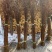 雪柳干枝雪柳雪柳枝条珍珠绣线菊大量现货